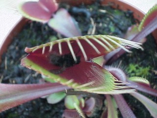 Dionaea_muscipula_red