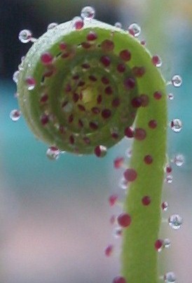 Drosophyllum_lusiticanum