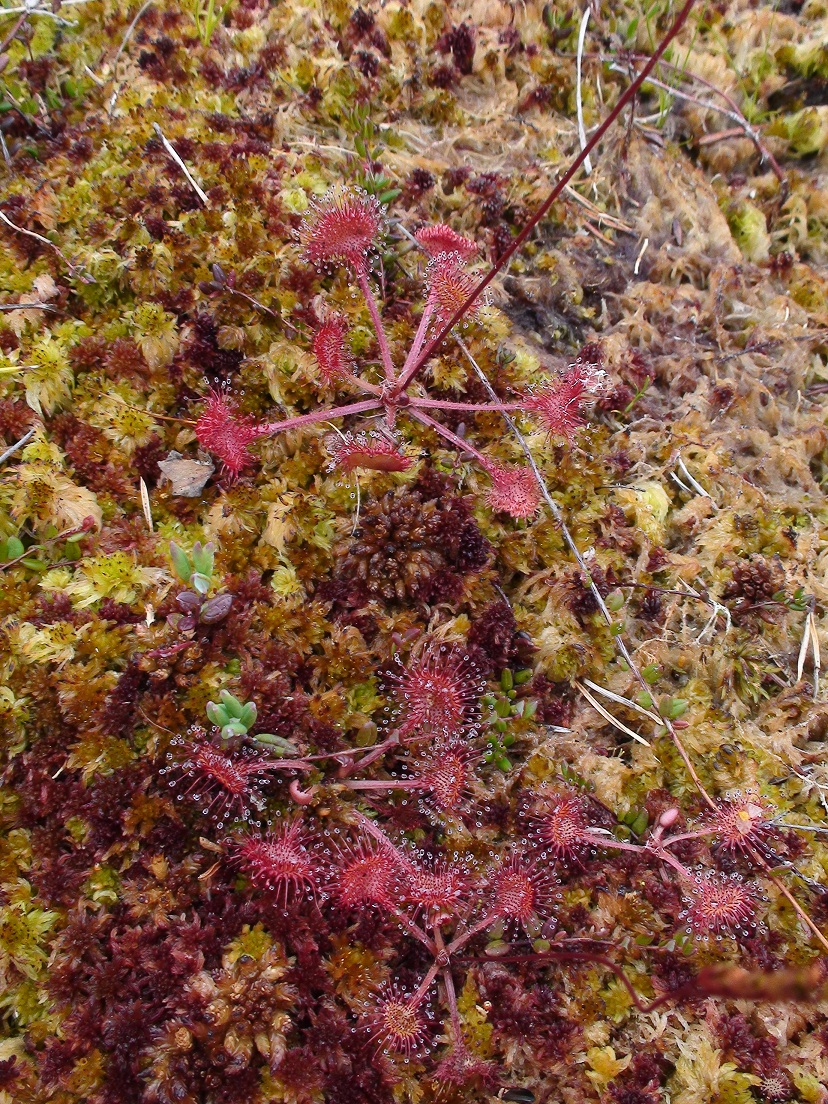 D.rotundifolia