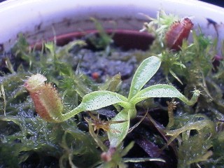 Nepenthes_lowii
