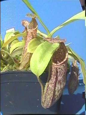 Nepenthes_maxima