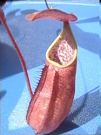Nepenthes_torelli