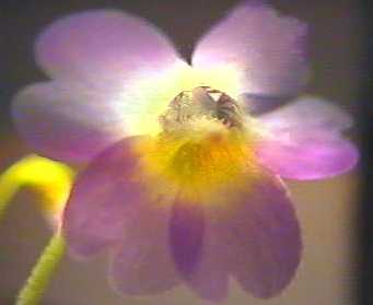 Pinguicula_primuliflora